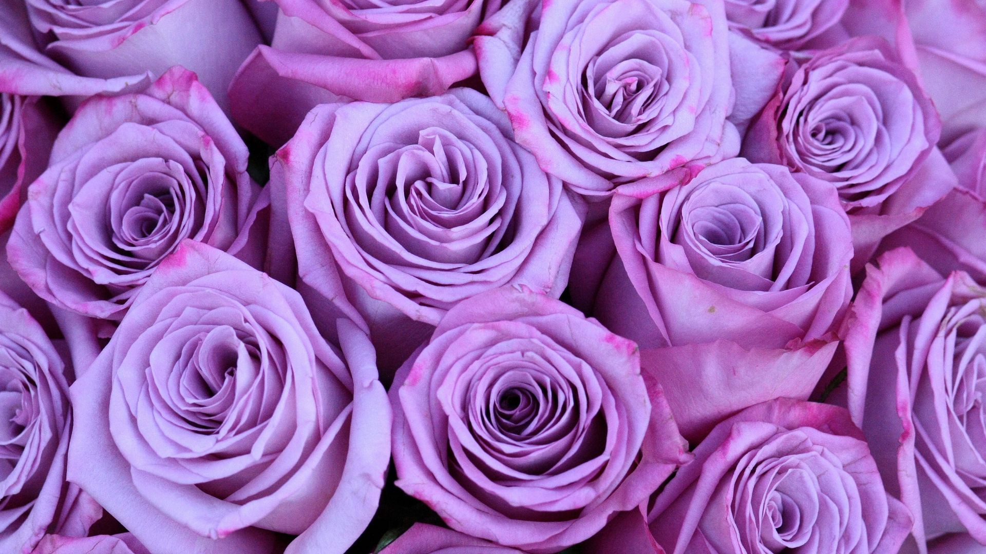 Identifier fleur mauve : les variétés à connaître