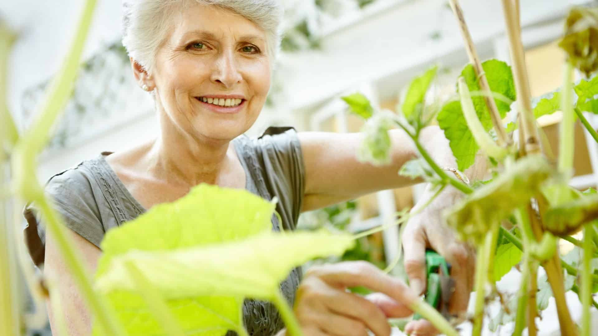 Que faire au jardin en février quand on est à la retraite ?