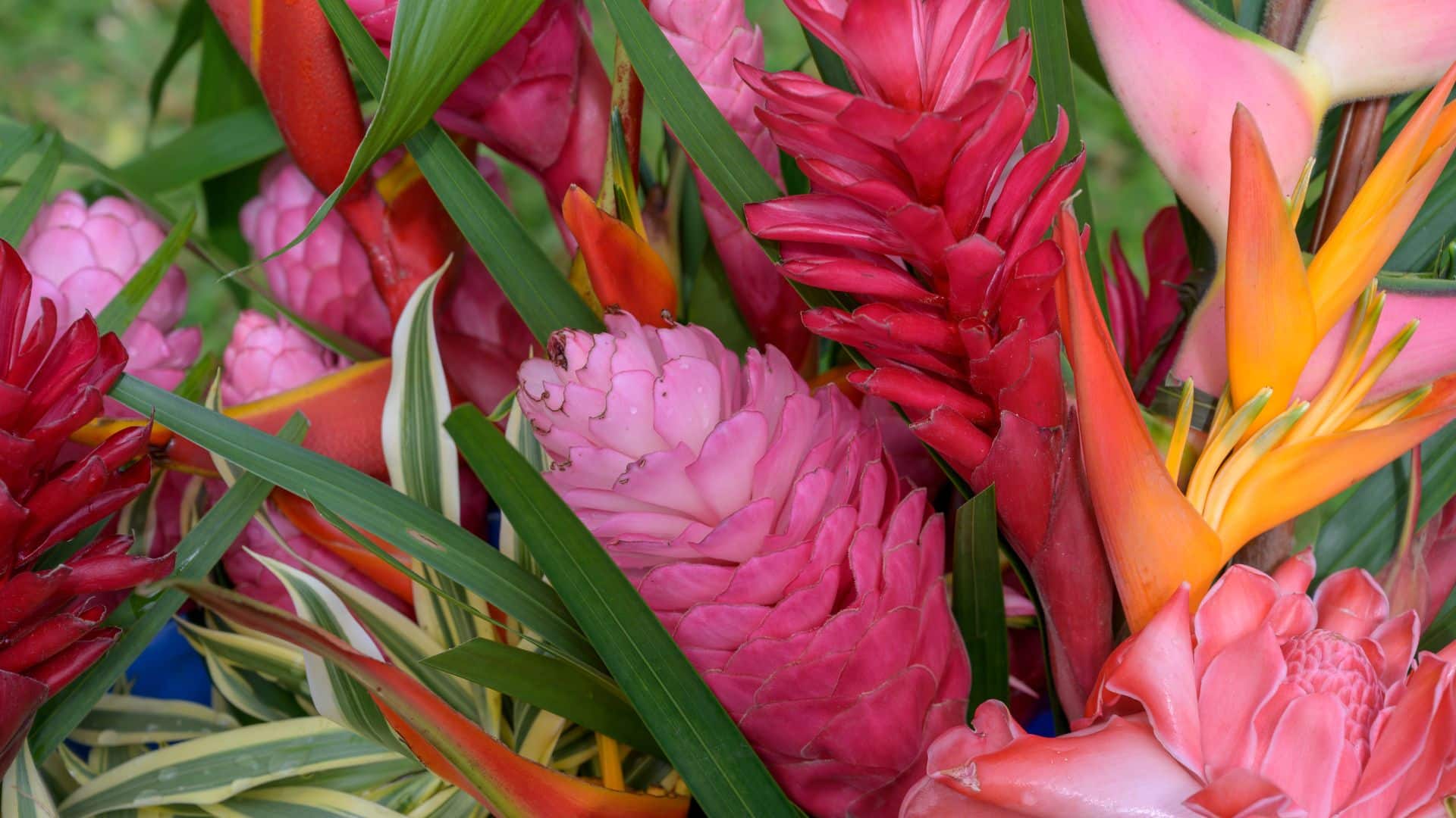 Rareté des fleurs tropicales