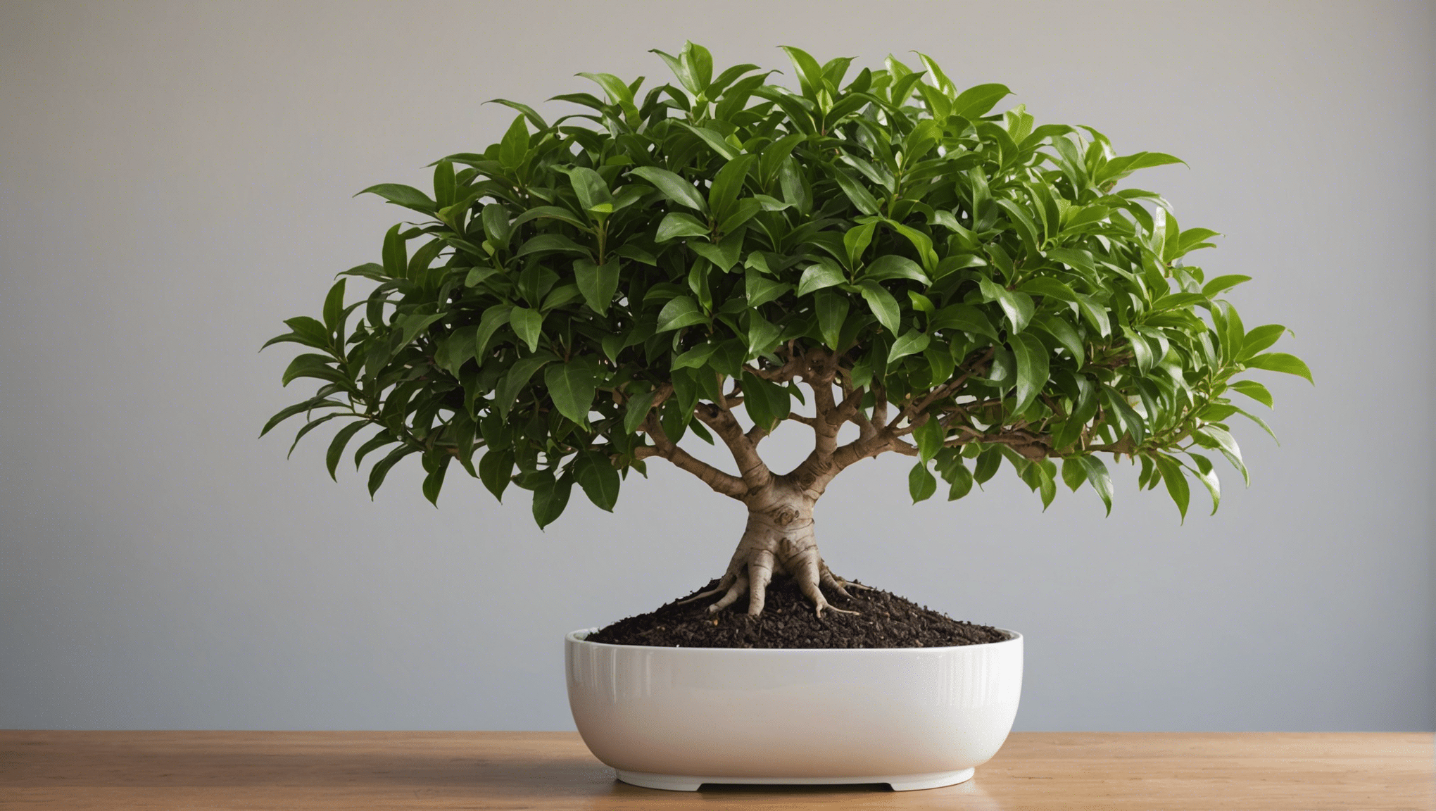 Le ficus : une plante d'intérieur facile d'entretien ?