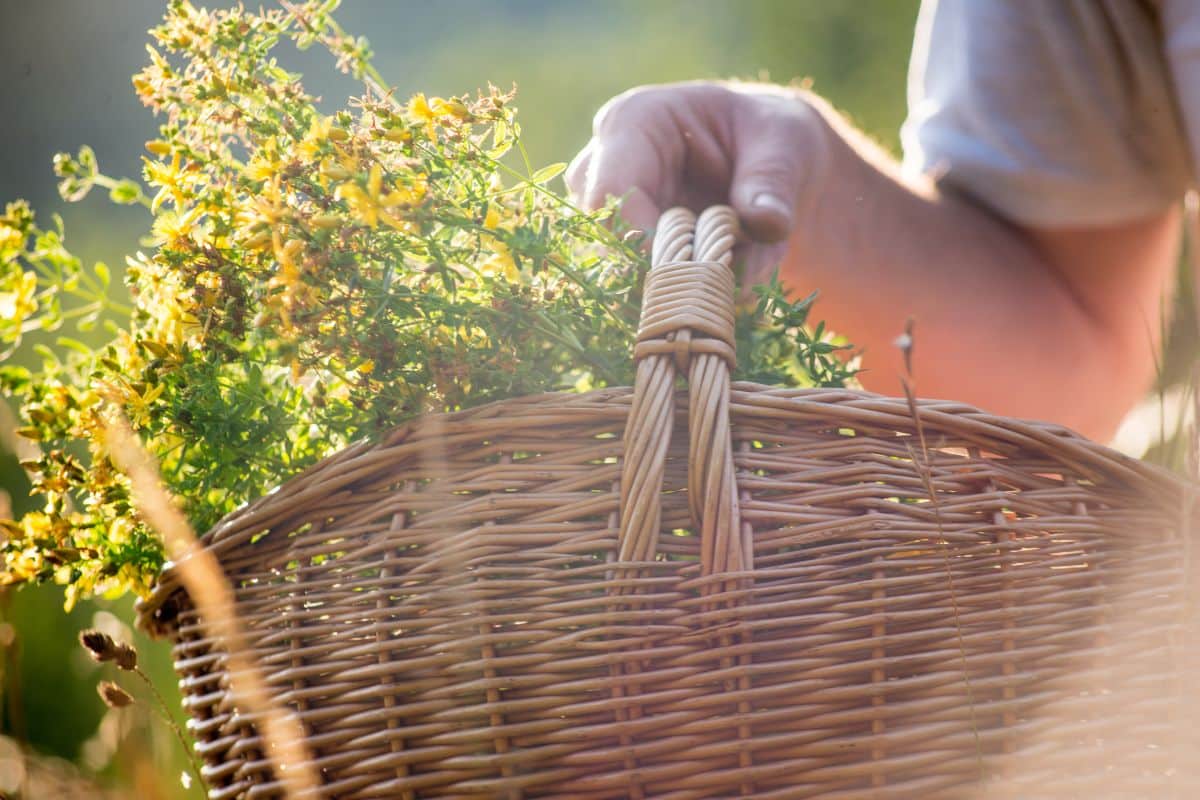 Cueillette sauvage : ces plantes pourtant communes peuvent vous empoisonner en quelques heures, soyez très vigilants