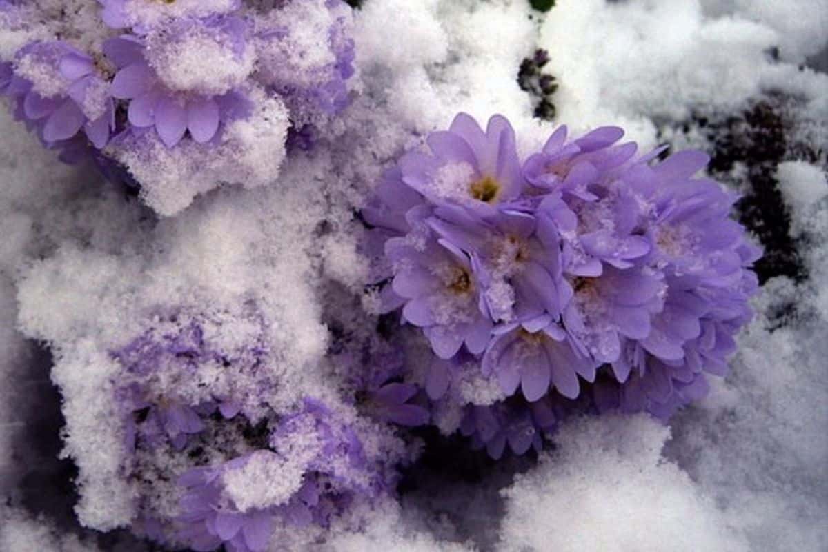 Cette fleur brave le gel comme la canicule et offre des fleurs toute l’année, même sans arrosage ni engrais