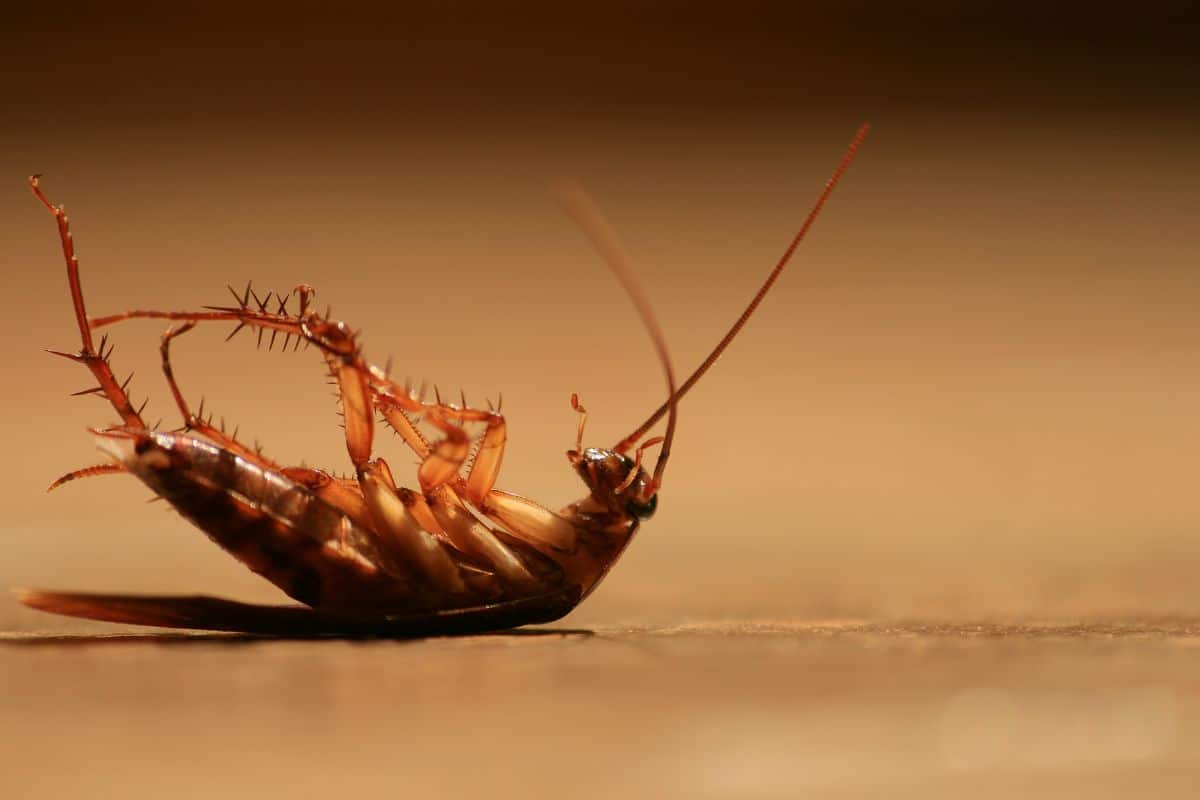 Elle a mis cet ingrédient du frigo près des plinthes : en 24h, plus un seul cafard ou fourmi dans la maison