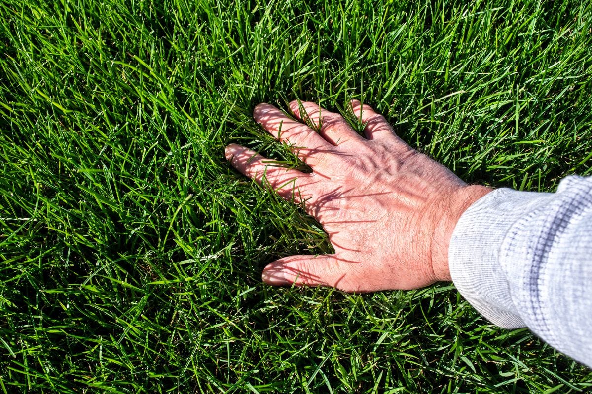 La méthode unique, facile et rapide qui fait toute la différence pour une pelouse verte et dense au printemps