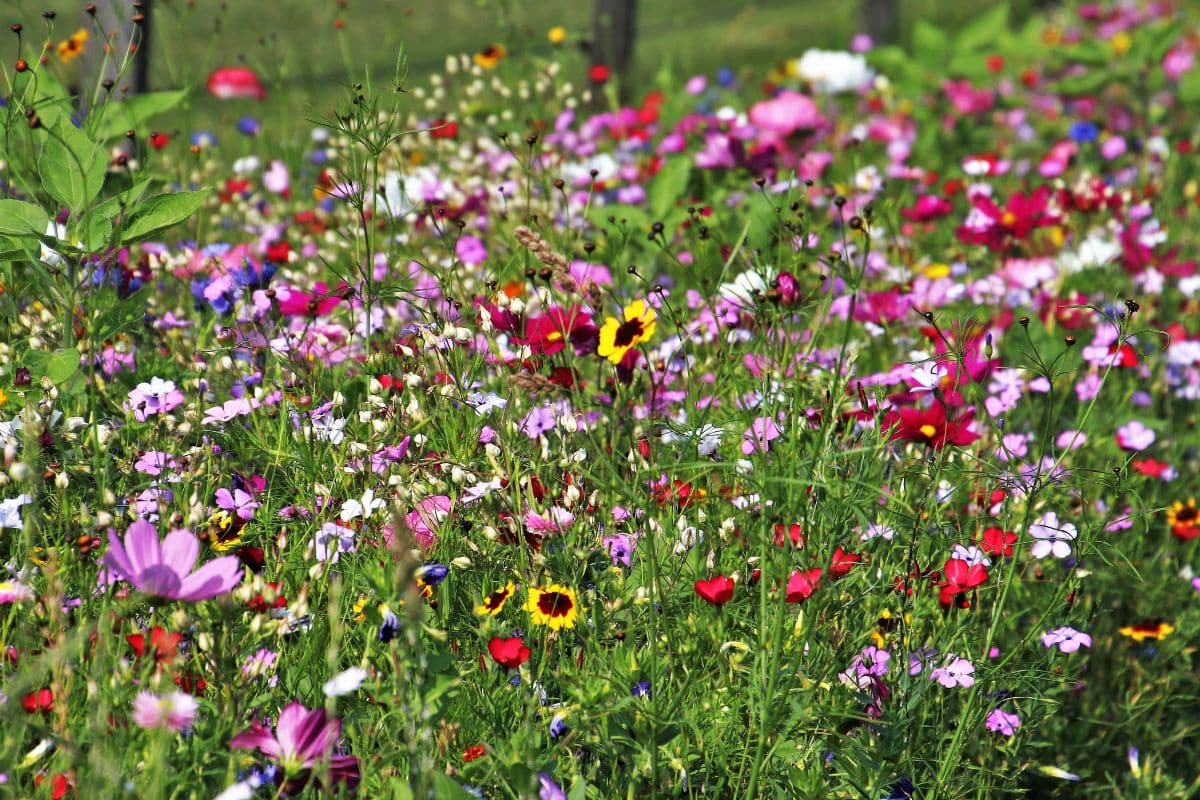 Arrêtez d’arracher ces fleurs sauvages ! Elles protègent votre jardin mieux que vous ne le pensez
