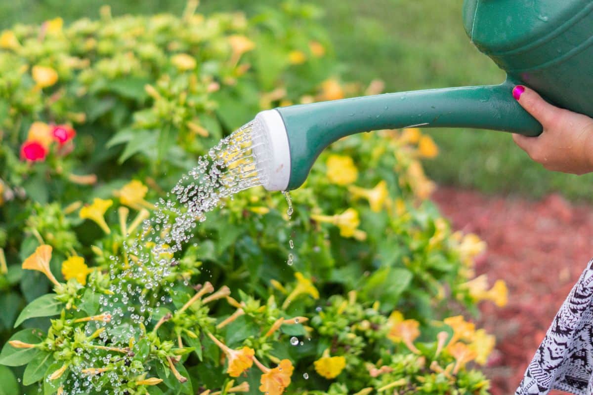 Arrosage de printemps : cette habitude que vous croyez bonne tue en réalité vos plantes en quelques jours