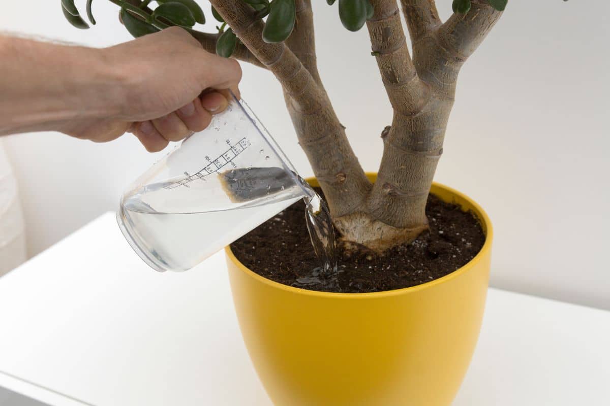 Arrosage des plantes d’intérieur : cette eau très utilisée est en réalité déconseillée, voici les conséquences possibles
