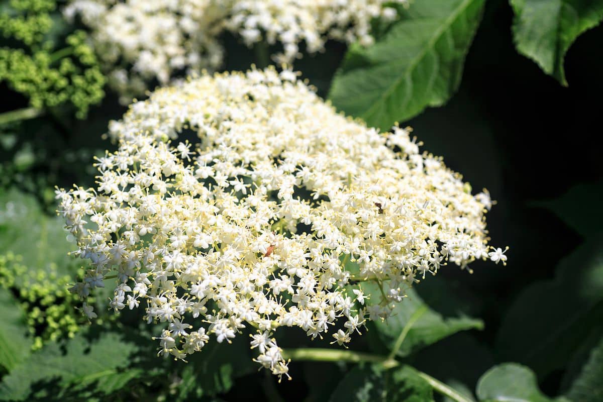 Magnifique, bon pour la santé et comestible : ce buisson longtemps ignoré s’impose dans les jardins tendance