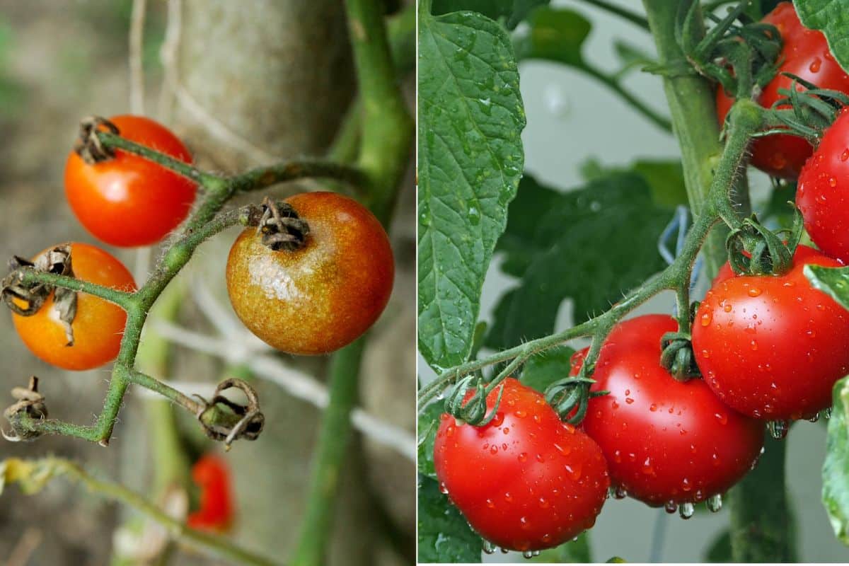 J’ai testé cette méthode naturelle contre le mildiou : mes tomates n’ont jamais été aussi belles depuis