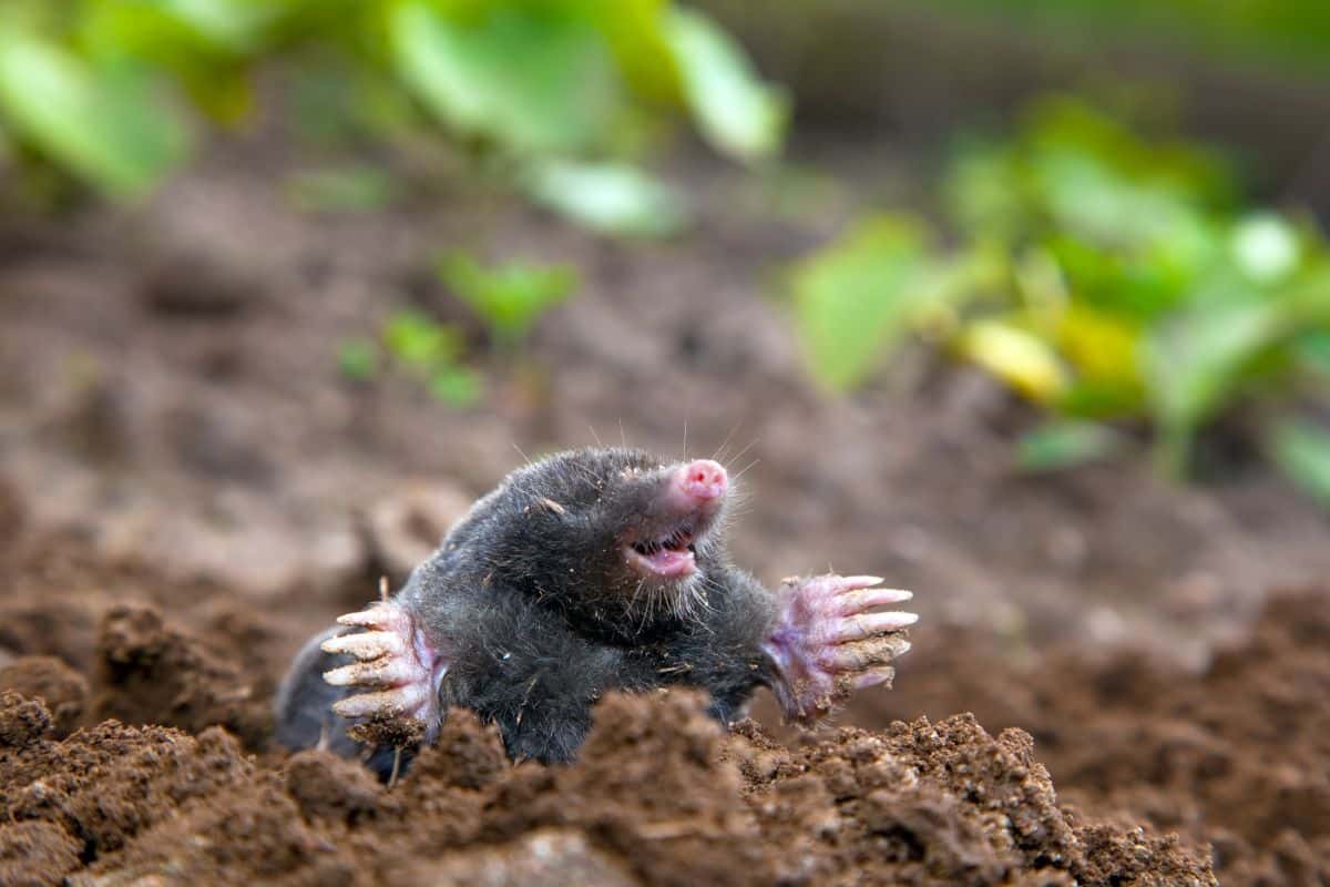 Comment faire disparaître les taupes sans piège ni poison, juste avec des poils de chien ?