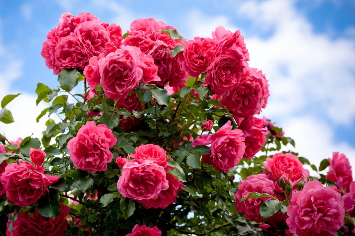 Faites ce geste en mai avec ce fertilisant naturel et vos rosiers surprendront tout le voisinage par leur floraison continue