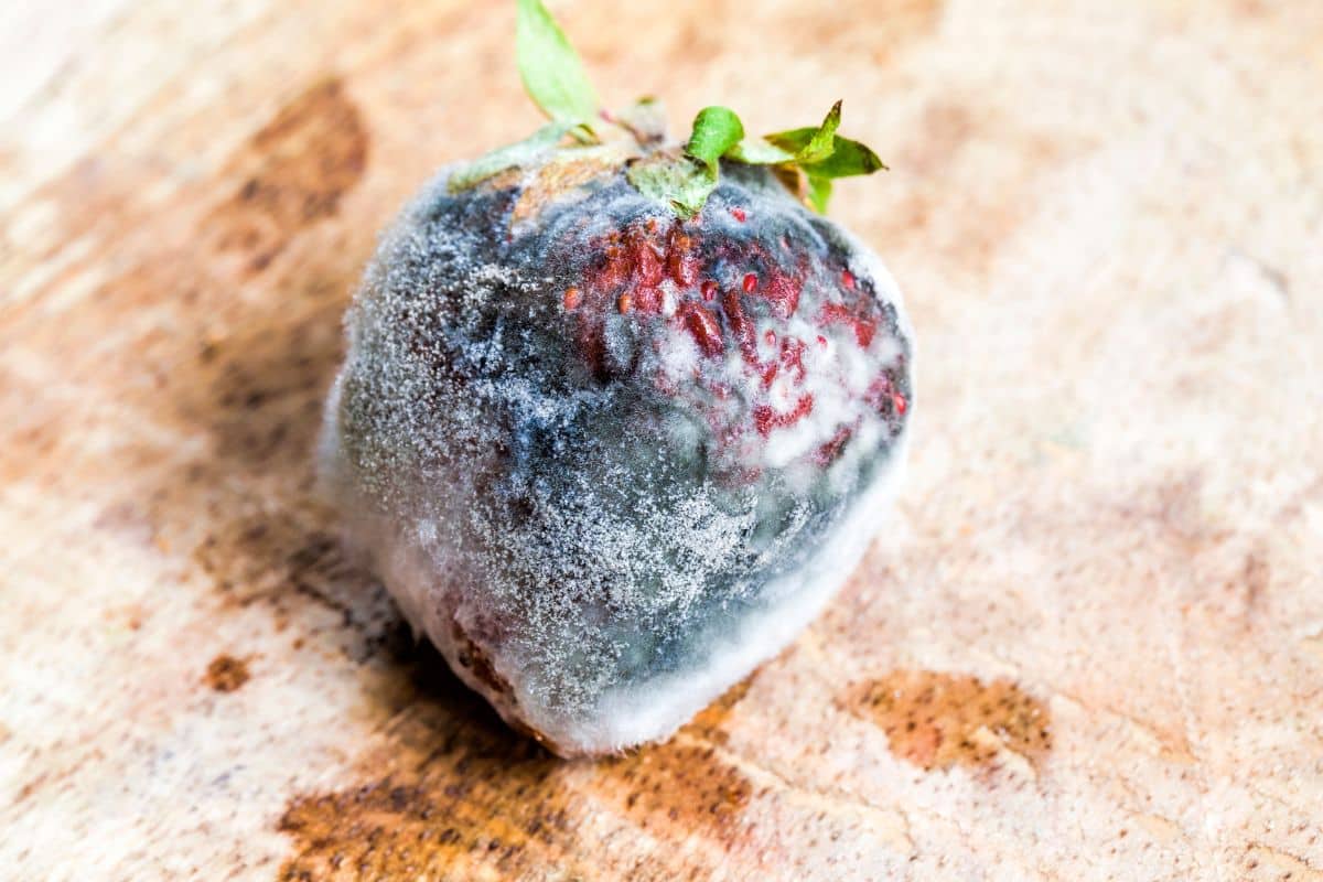 Pourquoi vos fraises pourrissent avant de rougir ? Voici la solution à ce problème courant