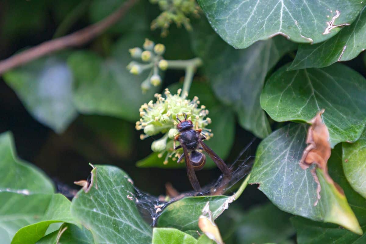 Une plante aux pouvoirs surprenants : elle piège les frelons asiatiques et sécurise votre jardin