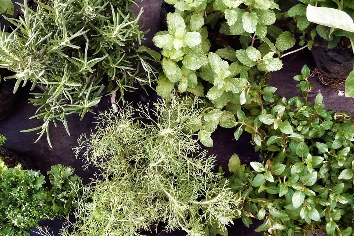 Incroyable mais vrai : ces herbes aromatiques se cultivent toute l'année en intérieur, même sans jardin