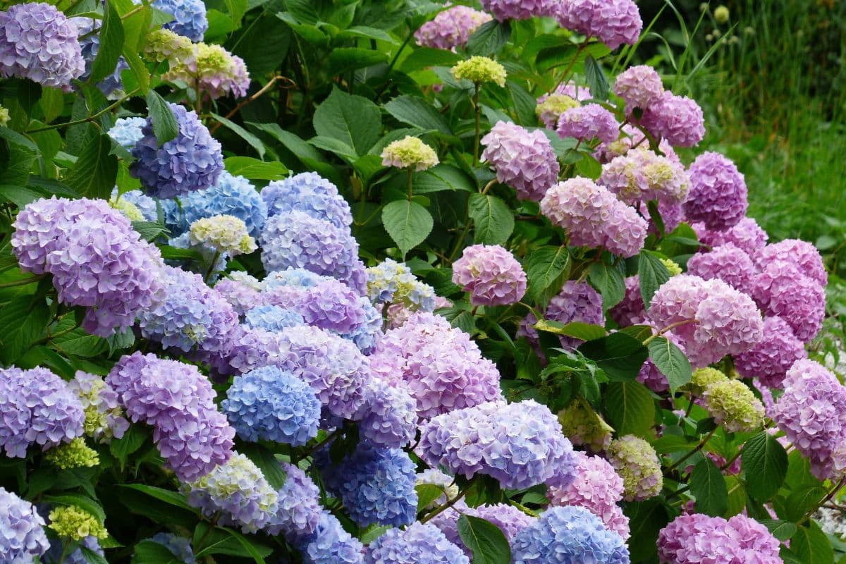 Hortensias : les jardiniers disent stop, les raisons derrière cette recommandation qui surprend