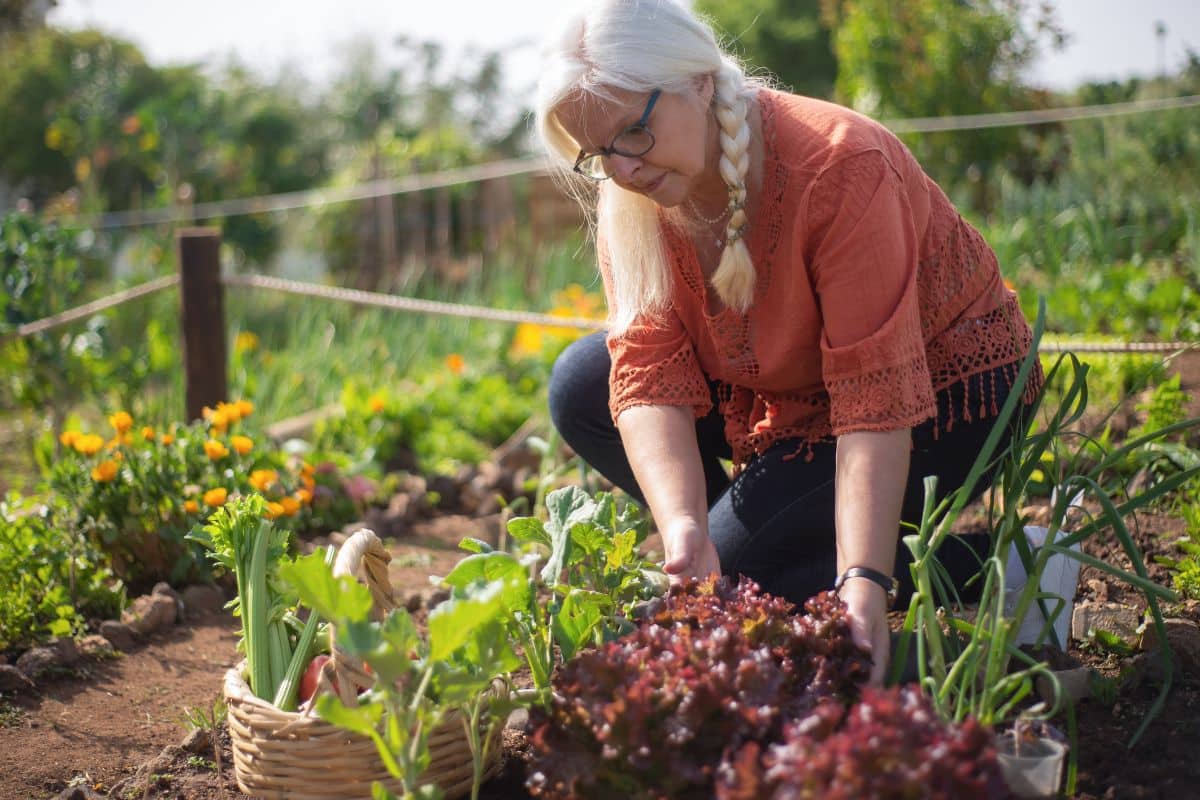 Il pousse pendant 10 ans sans effort, ce légume vivace rend votre potager plus riche chaque saison