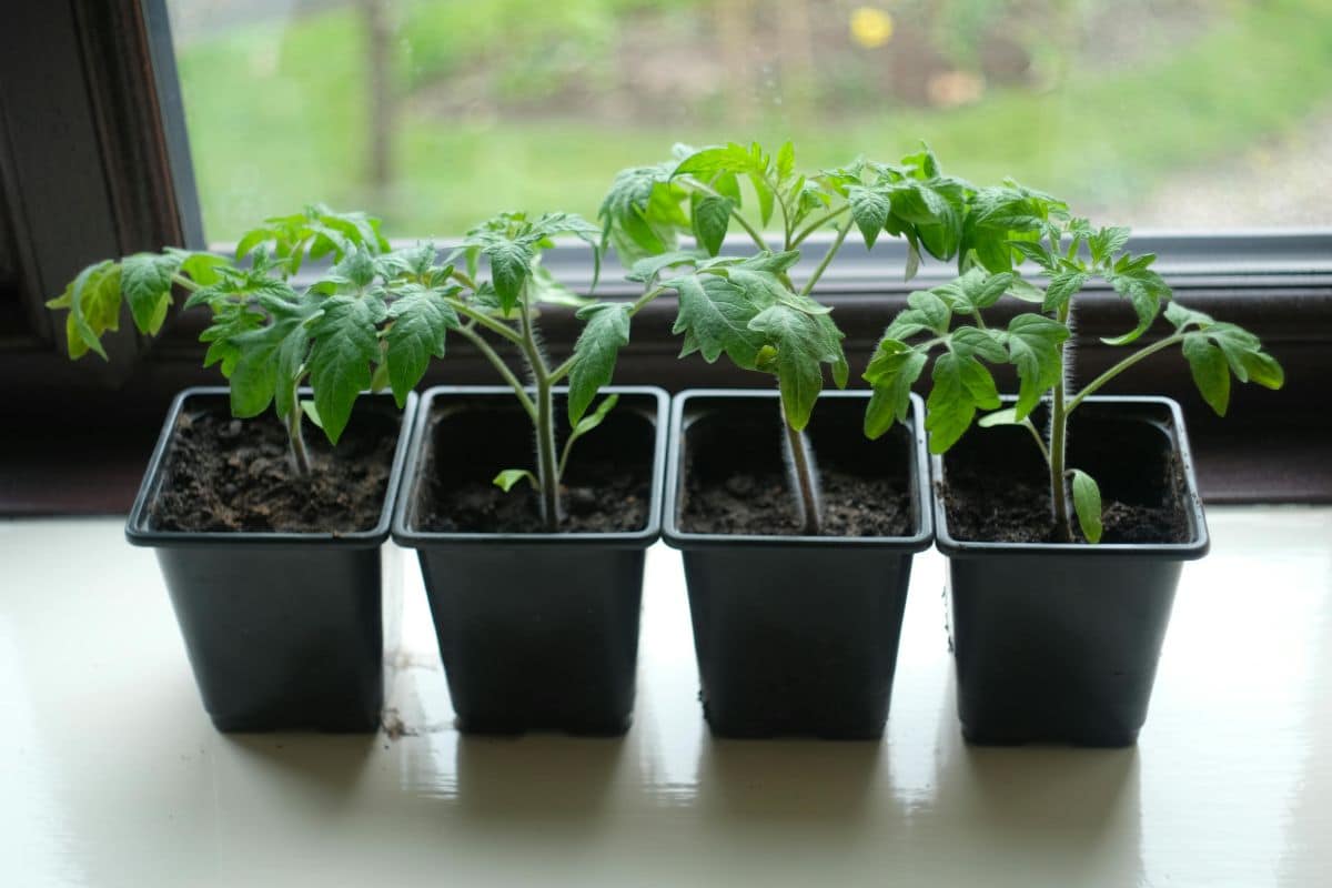 Ils poussent à merveille en pot : ces légumes vous régaleront même en appartement !