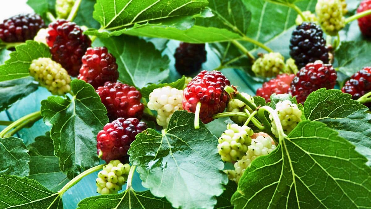 Cet arbre presque oublié produit des fruits délicieux sans entretien