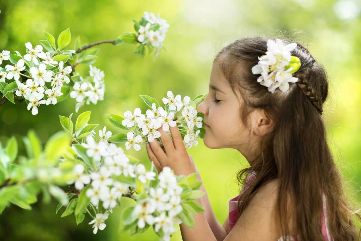 Une odeur sublime vous attend dans votre jardin cet été… si vous plantez cette fleur maintenant