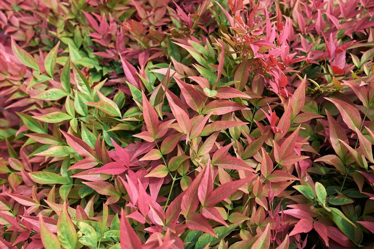 Petits jardins, grandes couleurs : ce feuillage compact et caméléon étonne à chaque changement de saison