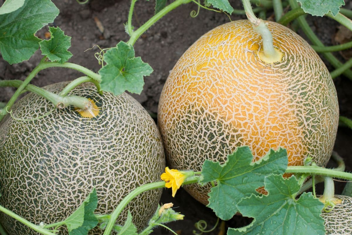 Ils plantent leurs melons fin mai et récoltent deux fois plus : leur méthode intrigue tous les jardiniers