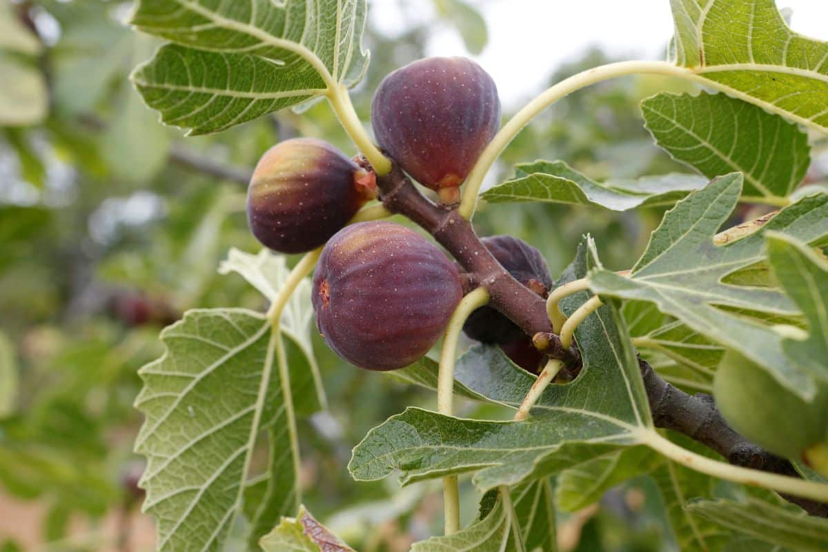 Il pousse partout en France, ne demande presque aucun soin et donne des kilos de fruits : pourquoi ne pas l’adopter ?