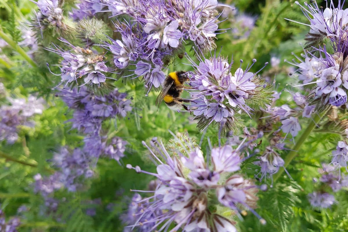 Il ne vous reste que quelques jours pour planter cette plante qui résiste à -10°C et attire les abeilles comme un aimant