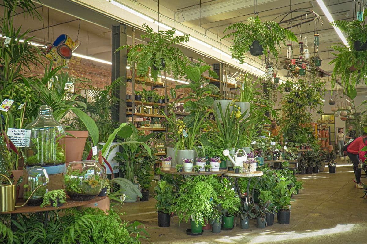 Déco, parfum et anti-moustiques : cette plante trois-en-un transforme vos soirées d’été sans effort