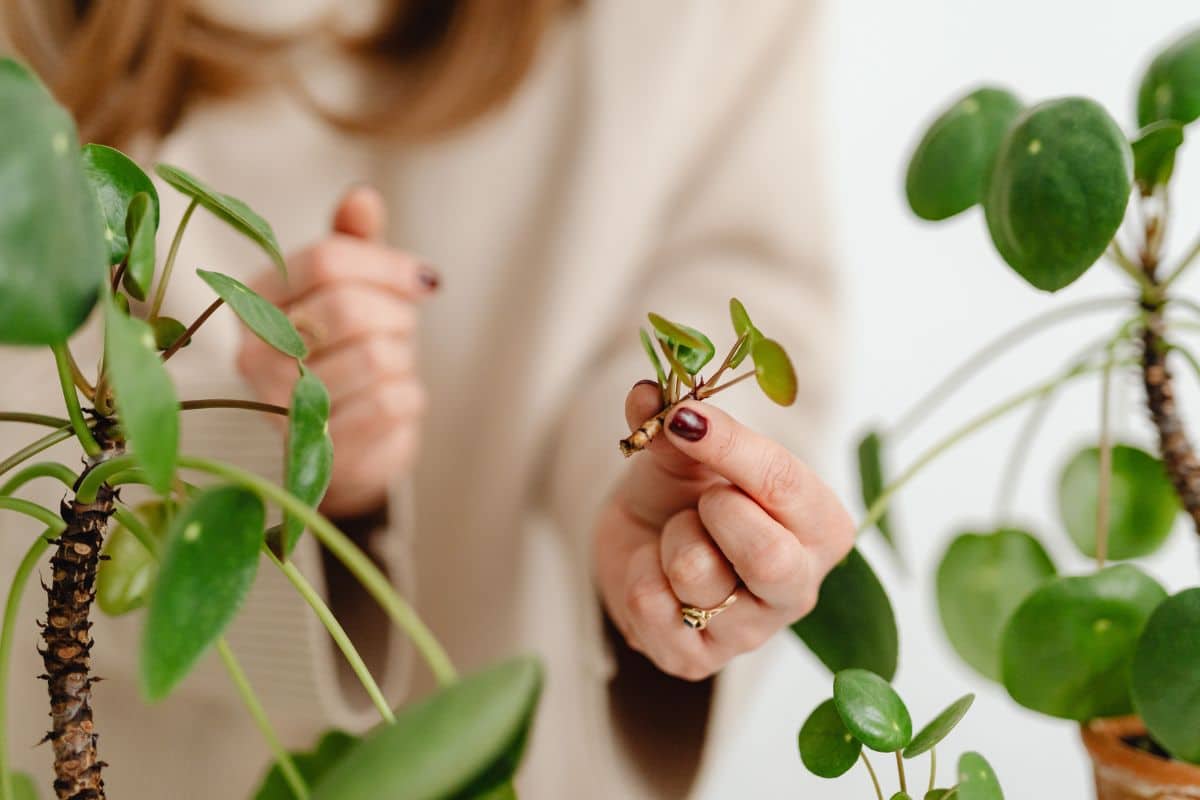 Ces petits moucherons détruisent les racines de vos plantes d'intérieur : la solution étonnamment facile pour les sauver