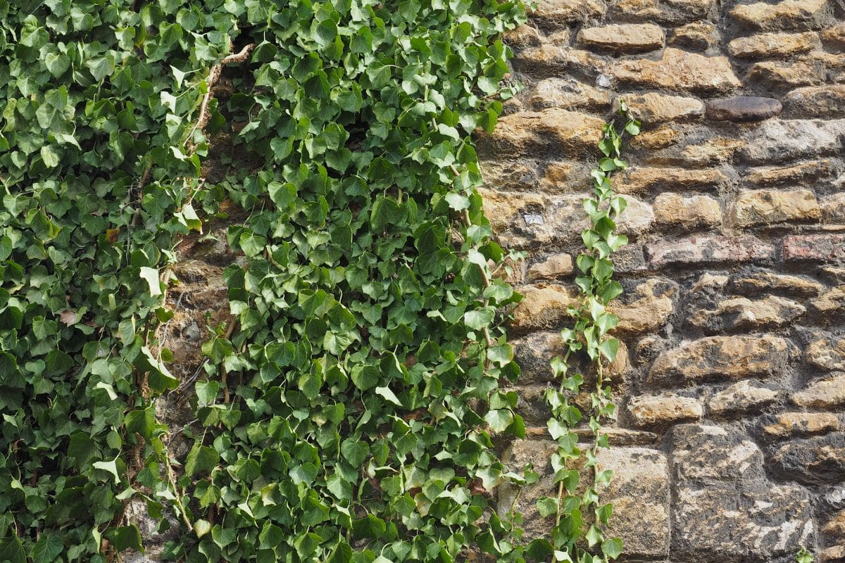 Plantes grimpantes : elles poussent partout et rendent votre mur extérieur spectaculaire