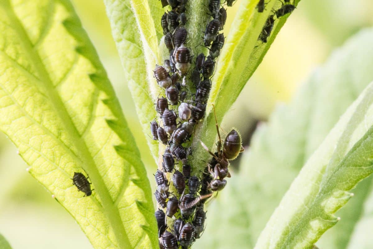 Pucerons au jardin : cette méthode radicale fait disparaître les colonies en quelques jours, à faire avant le 15 juin