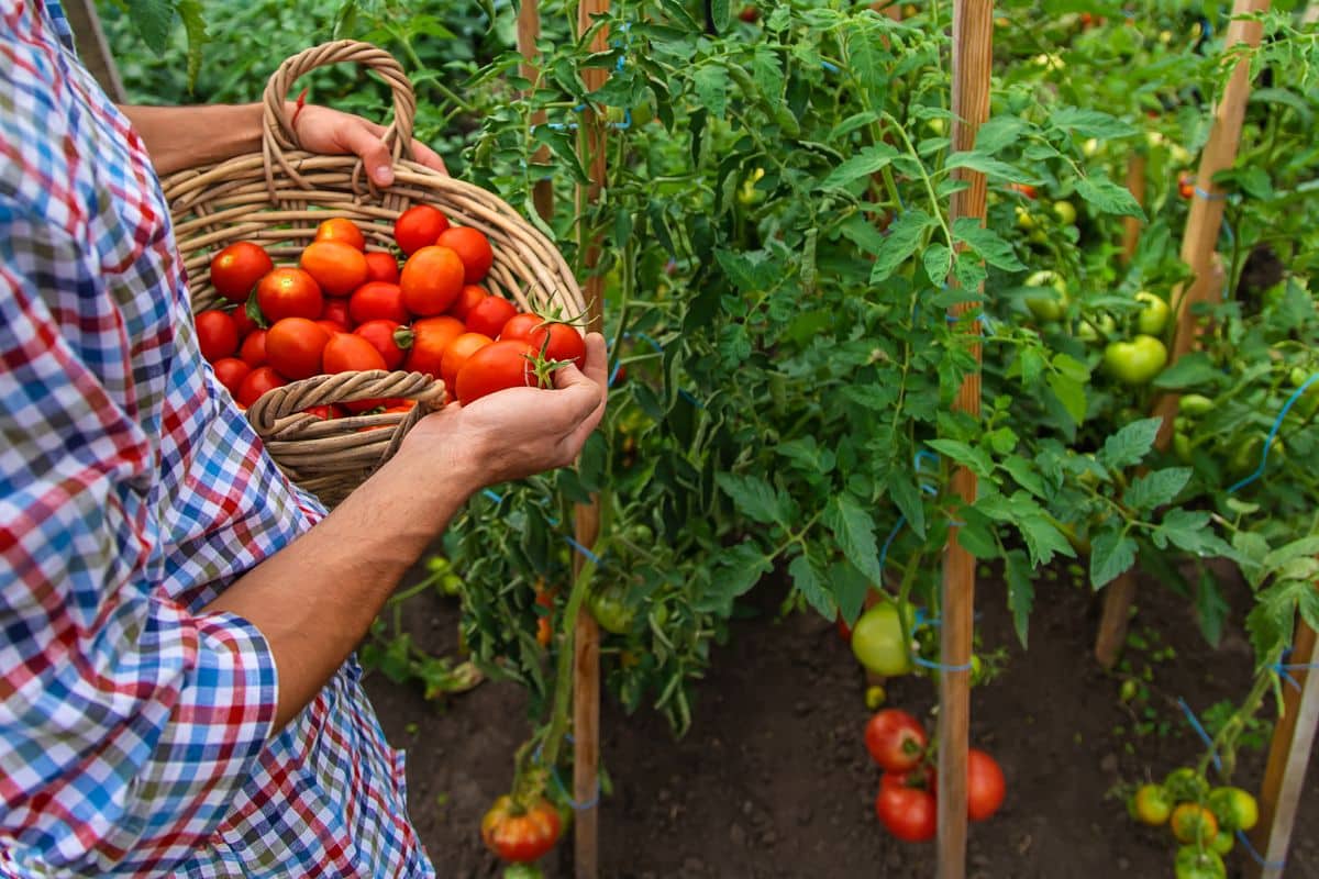 Il mélange du lait à ses plantes et récolte des tomates énormes, les résultats sont incroyables