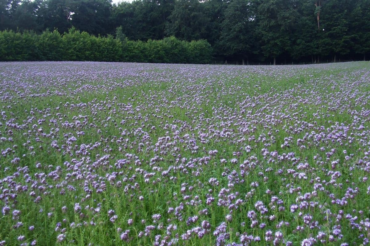 Cette plante remplace la pelouse, ne se tond jamais et fleurit tout l'été : les voisins sont sous le choc