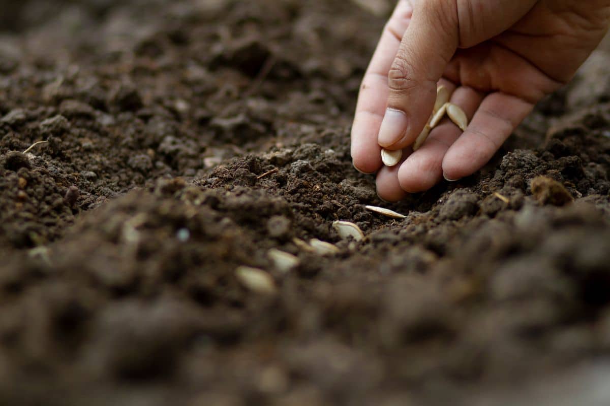 Elle sème ce légume chaque mois de mai : il pousse sans une goutte d’eau, même en plein été