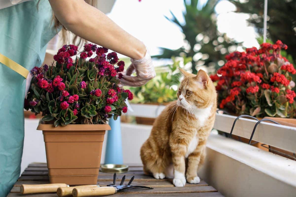 'Soleil de plomb et vents violents : ces fleurs infatigables sont l''allié des balcons orientés sud'