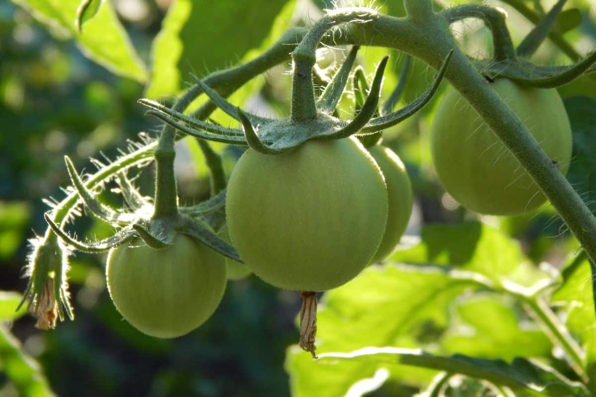 Elles restent vertes tout l’été : la raison pour laquelle vos tomates ne rougissent jamais est plus simple qu’on le croit