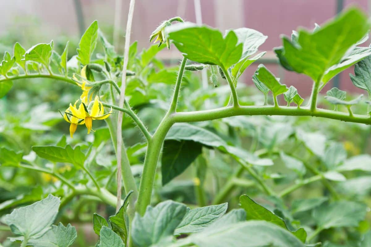 Tomates sans fleurs malgré vos efforts ? Voici la méthode choc pour relancer la floraison