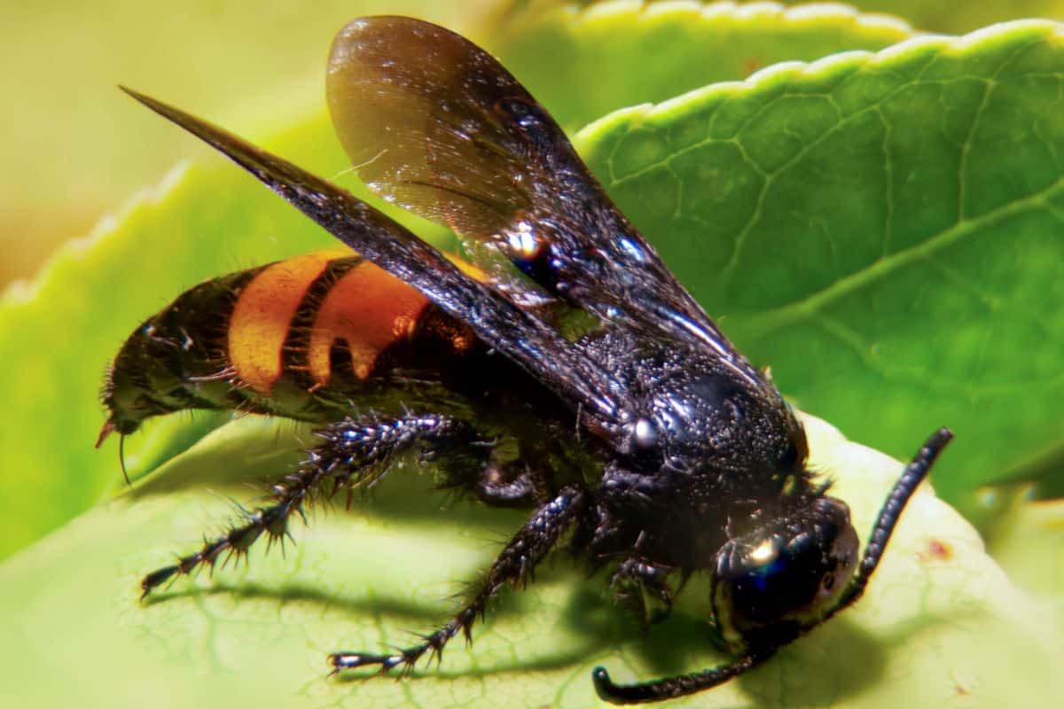 Elle est jolie, mais cette plante attire les frelons asiatiques comme un aimant : évitez-la cet été