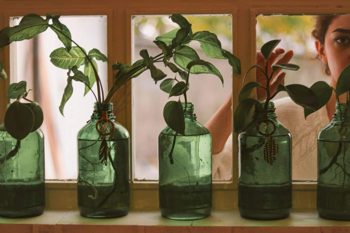 Il ne vous reste que quelques jours pour bouturer ces plantes avant qu’il ne soit trop tard