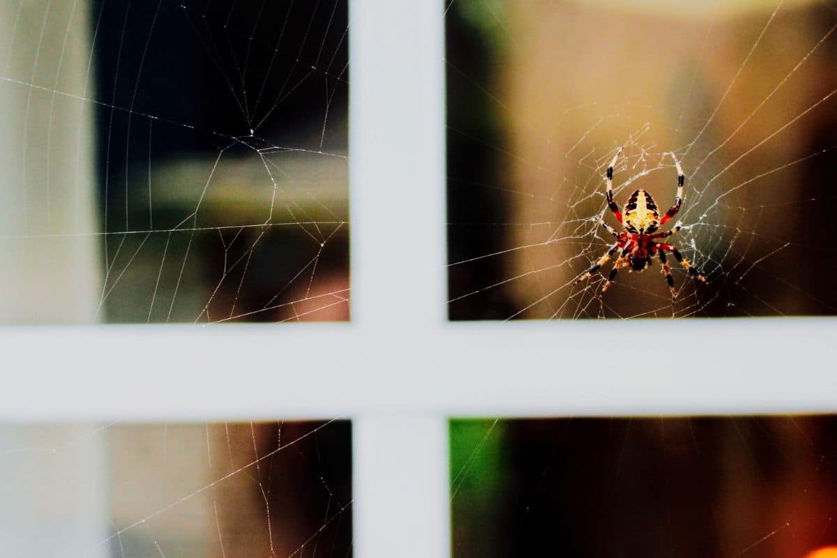 Ce mélange naturel fait fuir toutes les araignées de votre maison en septembre, il coûte moins de 2€