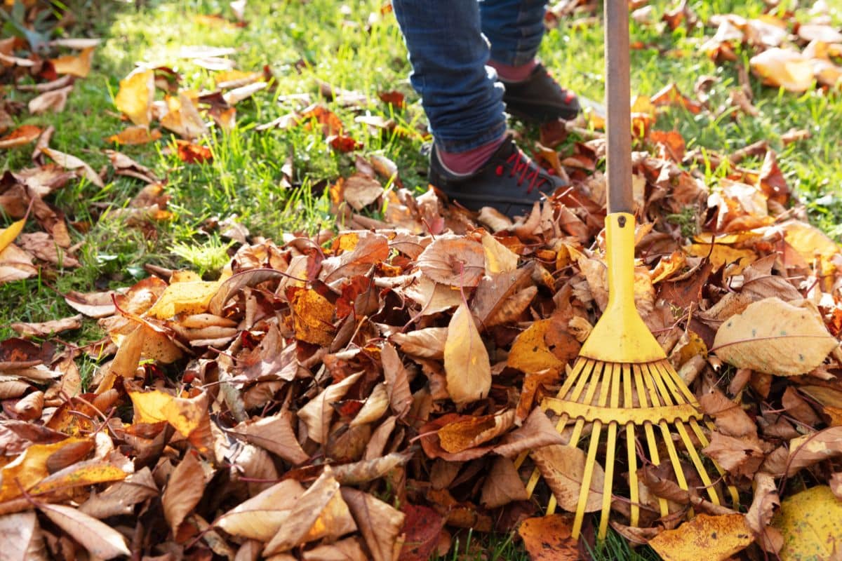 Les feuilles tombent chaque automne, mais leur laisser place pourrait transformer votre jardin d’une manière inattendue