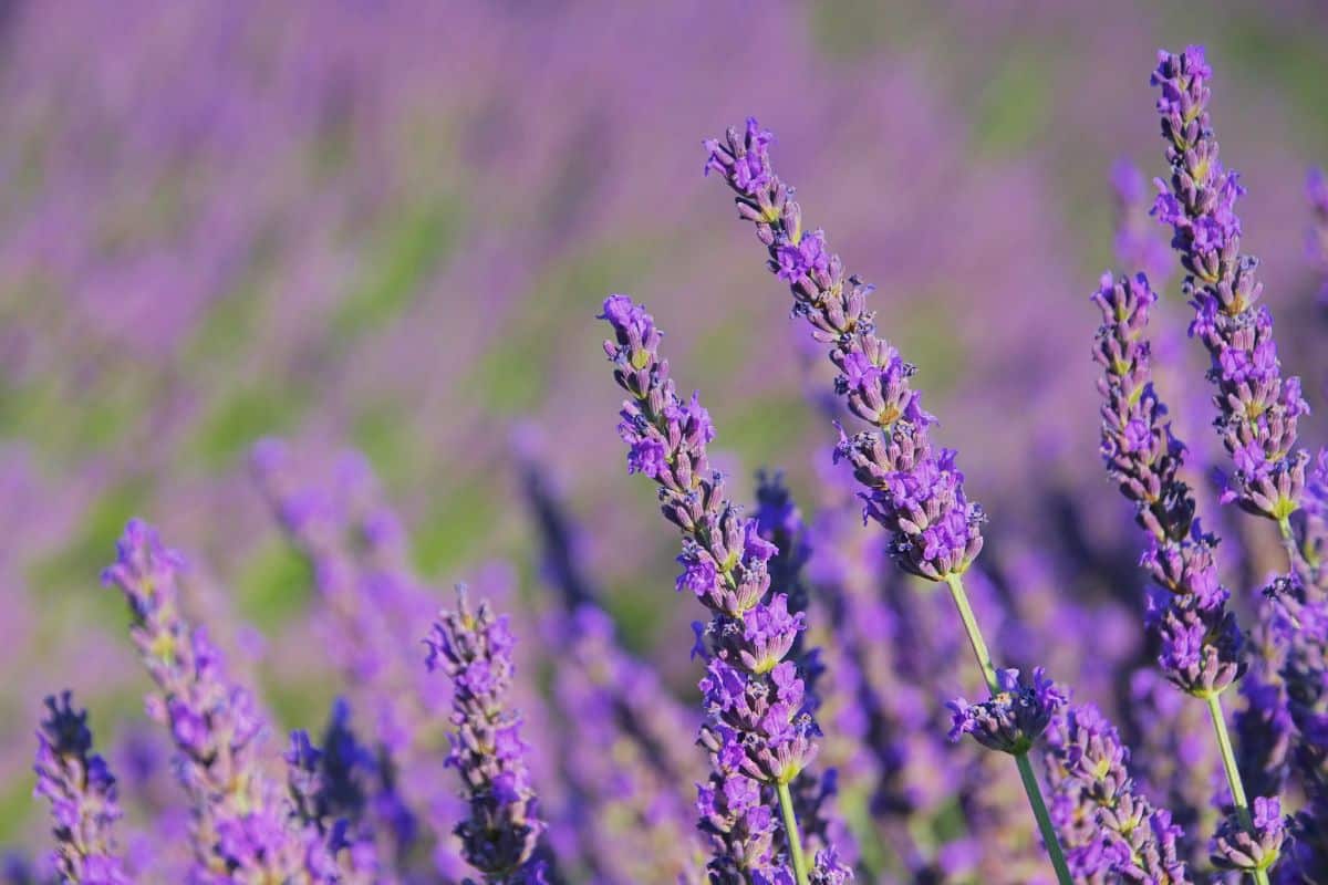 Pour une lavande resplendissante, tout se joue maintenant : taille, protection hivernale et sol nourri