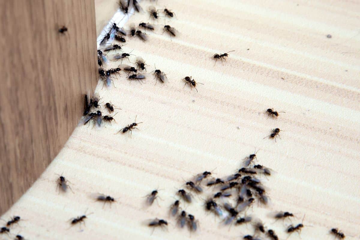 Propriétaires et locataires alertés : cette astuce contre les fourmis change tout, sans polluer votre intérieur
