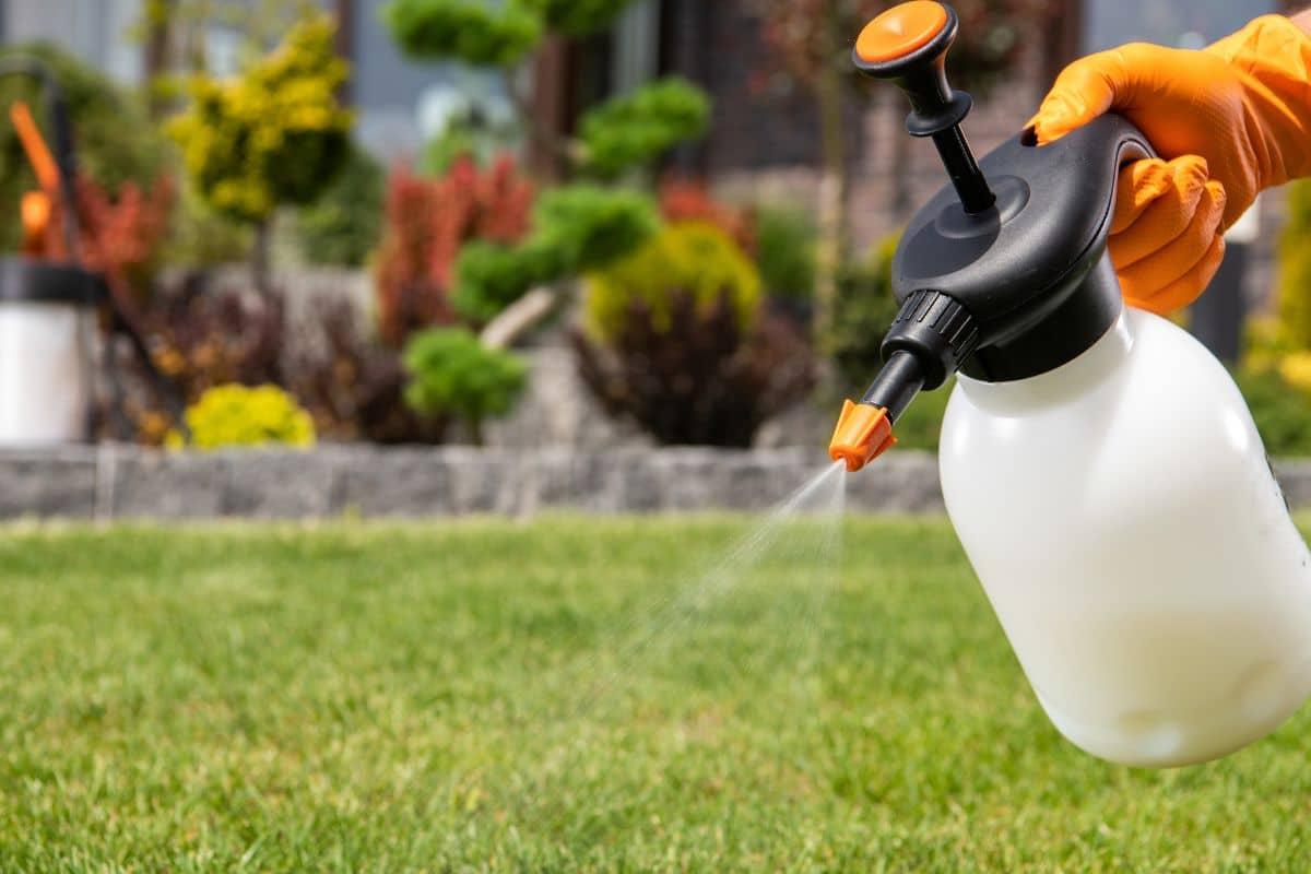 Ce que les pros du jardin ne disent jamais : semez ceci en septembre et votre pelouse ne sera plus jamais la même