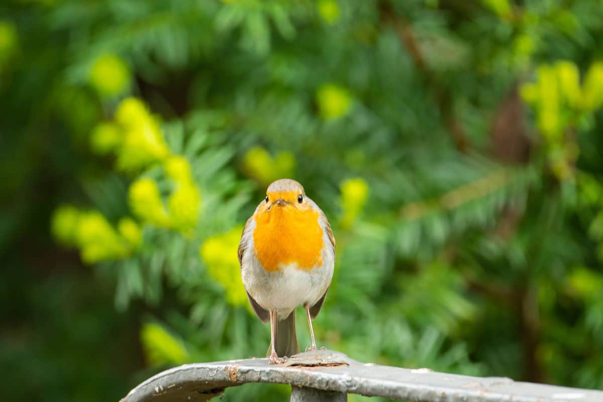 Ces gestes banals que vous faites au jardin font fuir tous les oiseaux : vous ne verrez plus un seul moineau