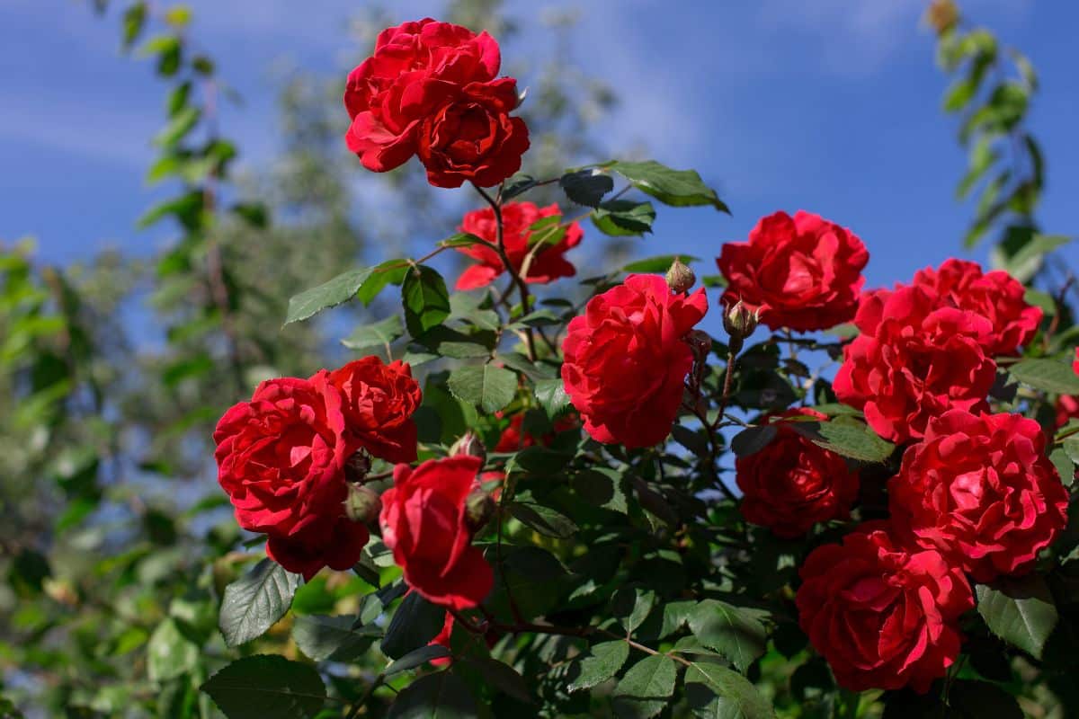 Ils pulvérisent ce produit sur leurs plantes, les pucerons disparaissent… et les fabricants de pesticides voient rouge