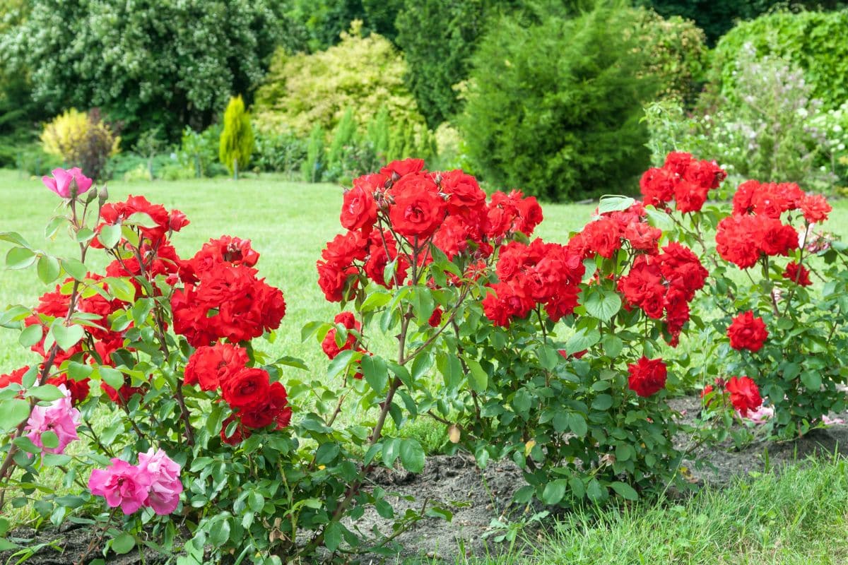 Ces plantes miracles à mettre près de vos rosiers : elles stoppent les pucerons et évitent les maladies qui ruinent vos fleurs