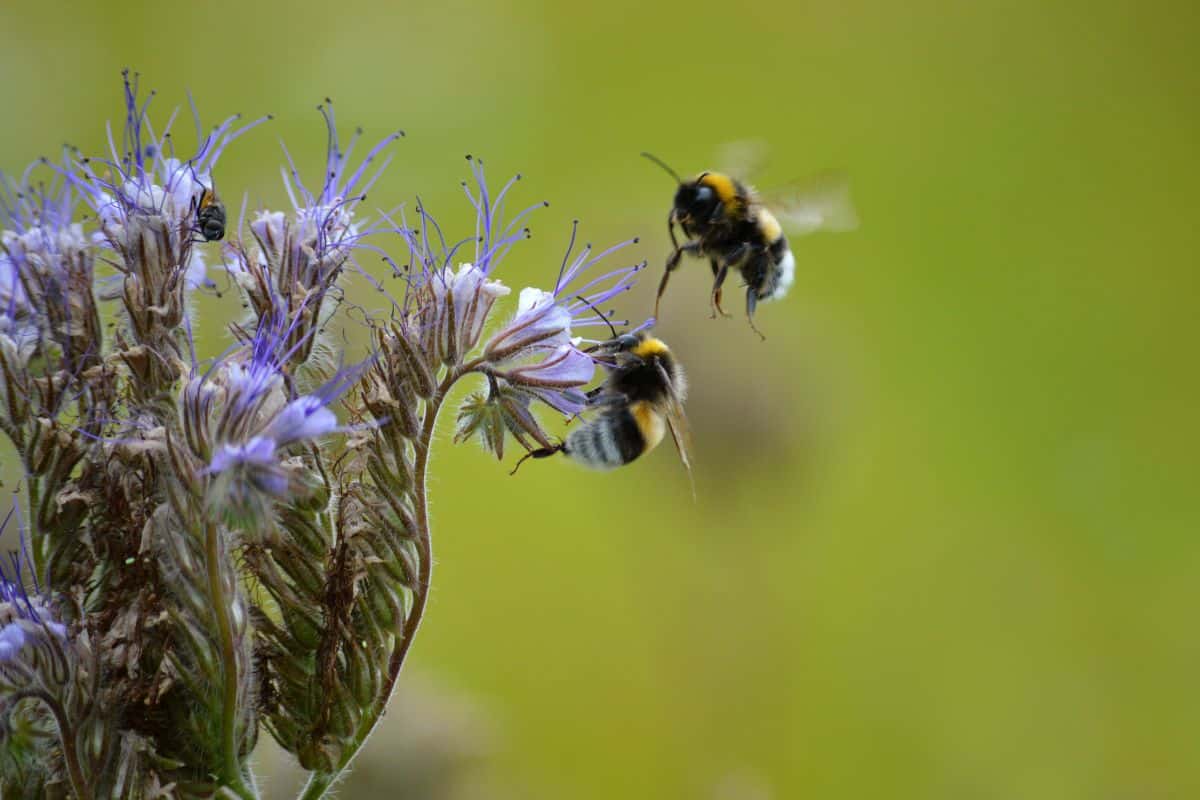 Elle pousse toute seule, résiste au froid et améliore le sol : cette plante que les jardiniers ont longtemps négligée