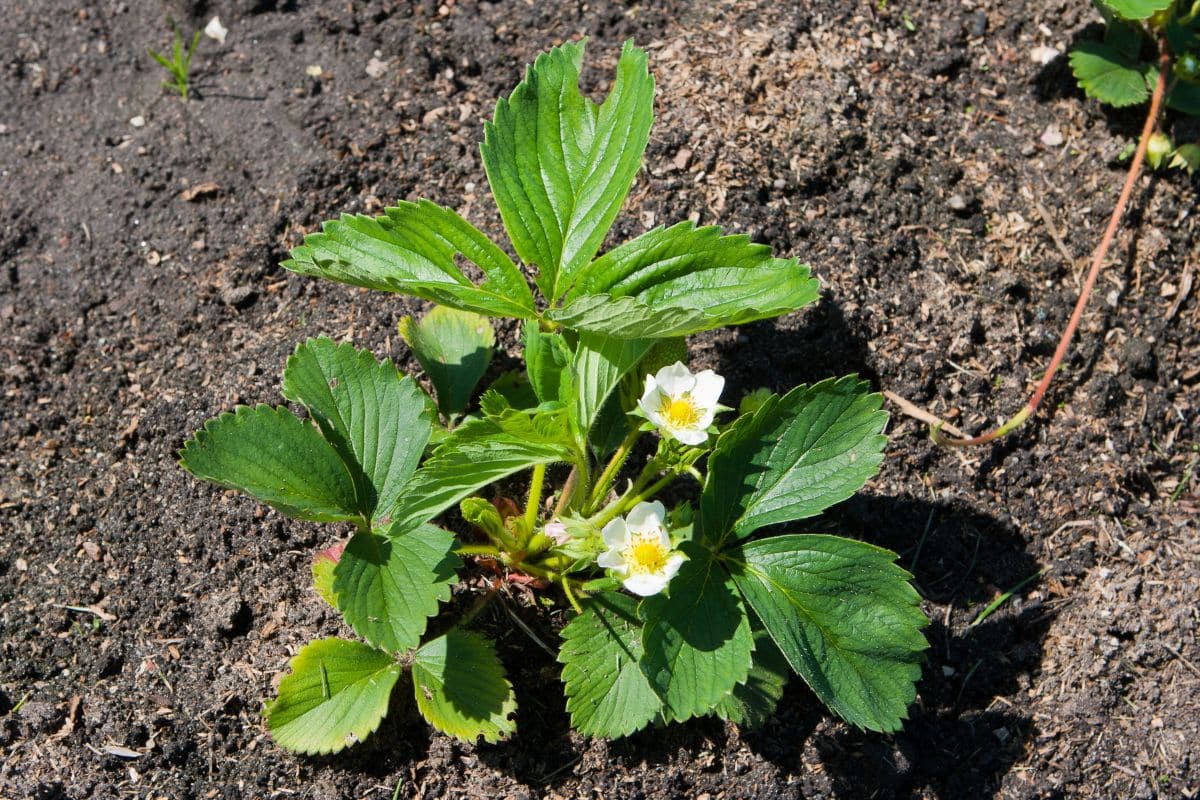 Ne plantez surtout pas vos fraisiers avant d’avoir lu ça, une erreur d’automne peut tout gâcher