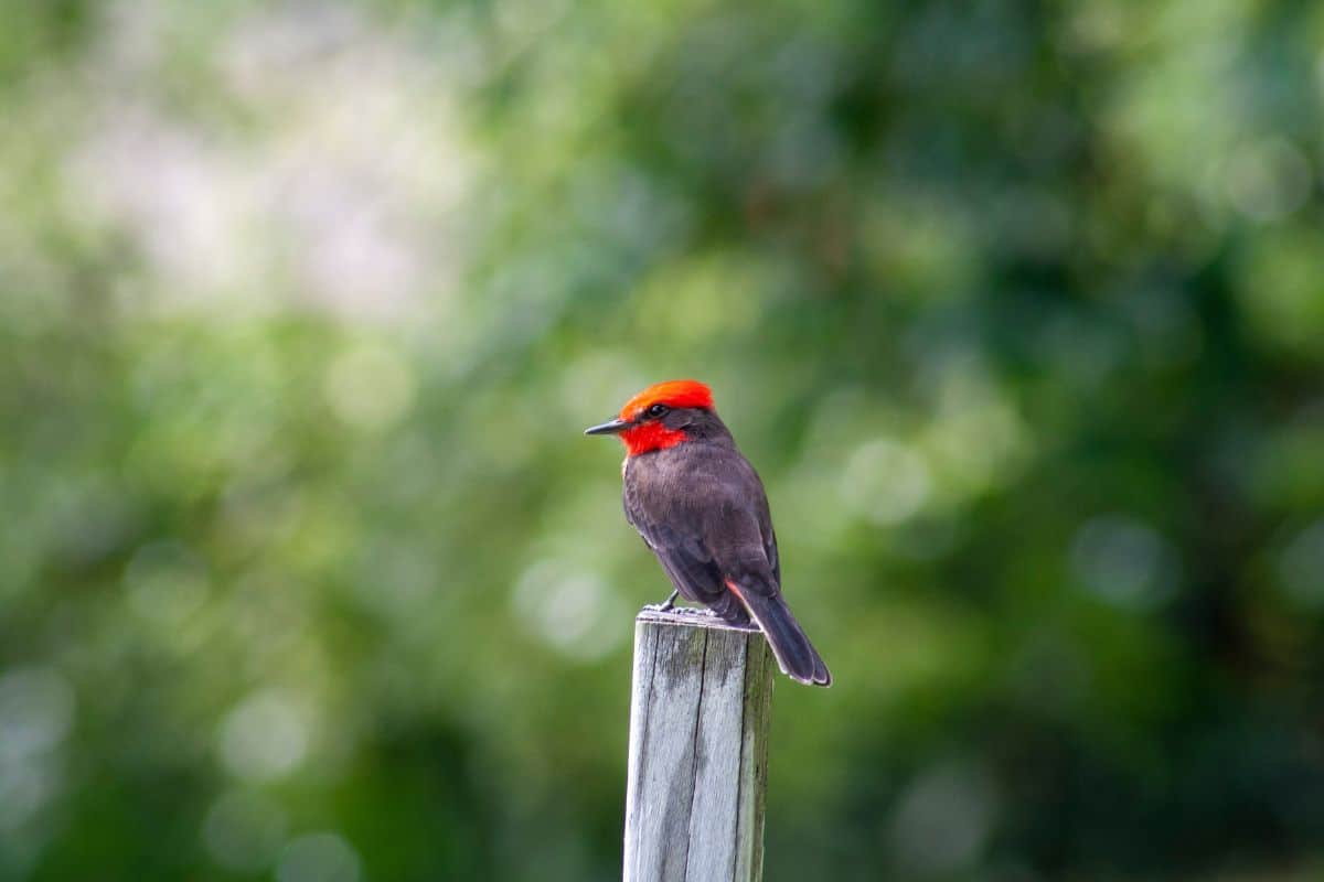 Incroyable : ce que vous mettez dans votre jardin en septembre peut faire revenir les rouges-gorges par dizaines
